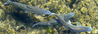 Foto für Exkursionen im Europaschutzgebiet "Mond- und Attersee" zu den Laichzügen von Perlfisch und Seelaube in Unterach am Attersee